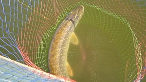 ТРОФЕЙНАЯ ЩУКА 5200КГ