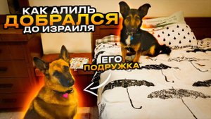 Алиль уехал домой в Израиль к своей новой хозяйке.