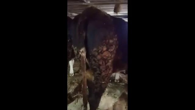 Племенные нетели черно пестрой породы с средним надоем 6,2 тыс  литров на фуражную корову