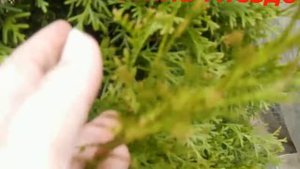 ГНЕЗДО С ЯЙЦАМИ ДАЧНЫЙ СЮРПРИЗ