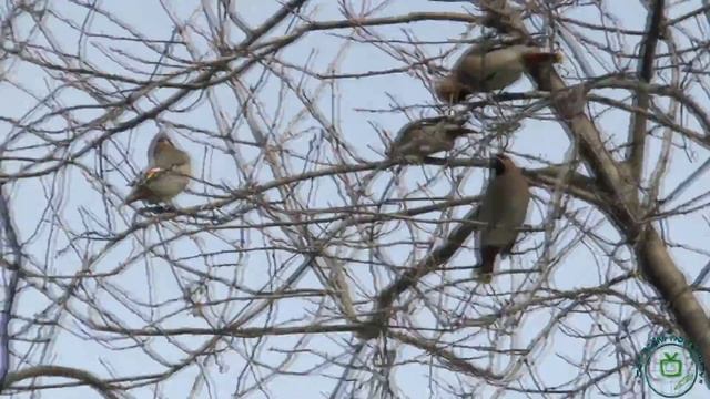 Свиристели | Bird Sviristel смотреть онлайн