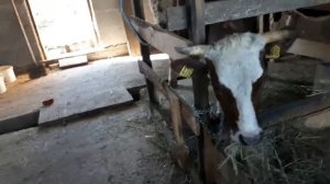 #АЙРШИРСКАЯ НЕТЕЛЬ# ЧИСТОКРОВНАЯ АЙШИРСКАЯ НЕТЕЛЬ#