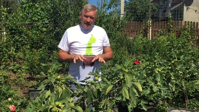 Инжир нормирование урожая