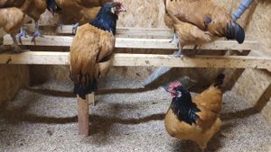 Форверк (немецкая порода кур)