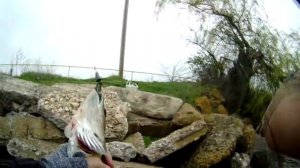 Ловля судака на твистер. Воскрешение приманки из категории "нерабочих".