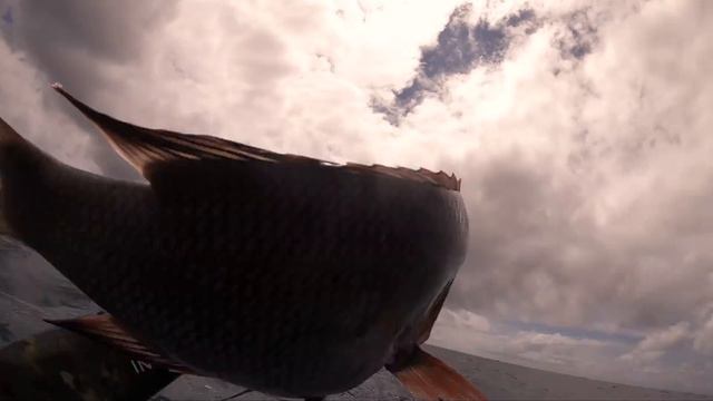 SHARK BITES MY FIN WHILE SPEARFISHING: Catch & Cook ('The Great Adventure' Ep: 7) смотреть онлайн