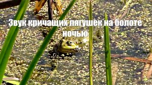 Звук кричащих лягушек на болоте ночью