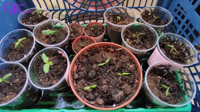 Пикирую рассаду смотреть онлайн