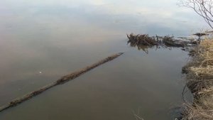 #Красота Ярковской природы. Ярково, река Тобол, весна 2020