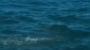 Олуши. Голубоногая Олуша. Красноногая Олуша. Бурая Олуша. Альбатросы. Птицы