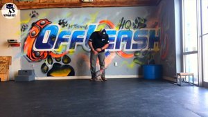 ✔ Цвергпинчер "за" и "против", достоинства и недостатки породы