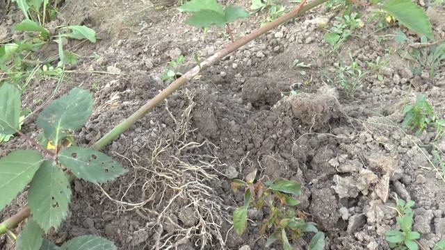 Процесс укоренения бесшипной ежевики