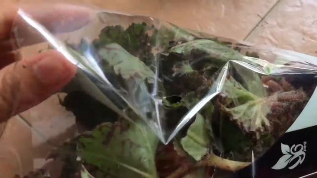 EXPENSIVE Begonia Rex смотреть онлайн