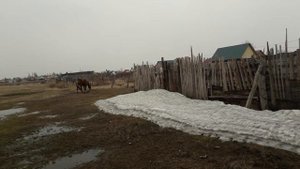 Случка лошадей . Быстро , безопасно , без травм.