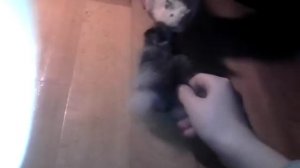 Лучшие друзья