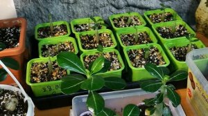 АДЕНИУМЫ . 4 месяца и пол года. Результаты.