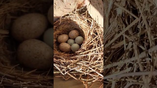 Кукушки накидали яиц в гнездо жаворонкам