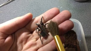 Brachypelma albopilosum беру своего паука на руку