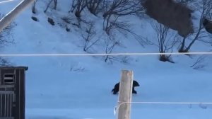 Русская бабка Прогнала медведей(Медведицу и медвежонка )