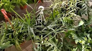 Оптовый цветочный рынок Краснодар 21 сентября