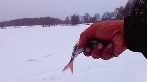 Такой Трофейный Окунь попадается редко на безматылку.#зимняярыбалка#щука#окунь#