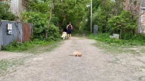 Московская сторожевая дрессировка с котом / 6 месяцев Валдай