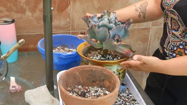 Echeveria Etna // Trasplante // Any Grc смотреть онлайн