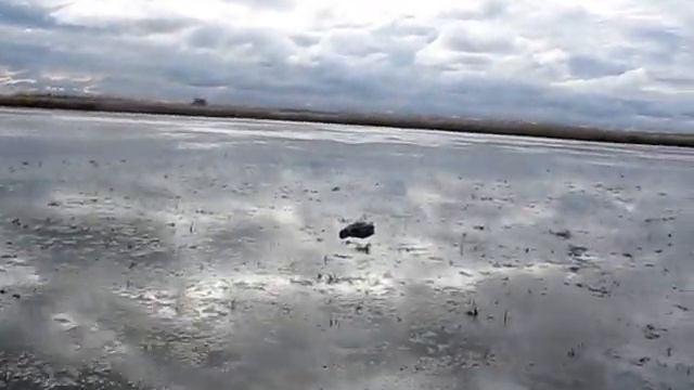 Охота.Одесская область.Северная утка. смотреть онлайн