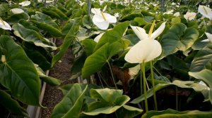 anthurium greenhouse