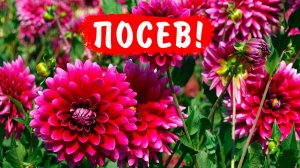 ВСЁ О ПОСЕВЕ ГЕОРГИНОВ ОДНОЛЕТНИХ!