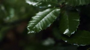 Black Magic Pocket Cinema Camera 6k Camera Test