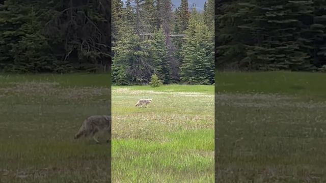 Gray wolf at Jasper National Park