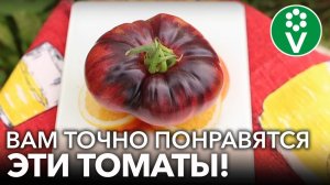 4 СОРТА ТОМАТОВ, КОТОРЫЕ МЕНЯ ПОРАЗИЛИ В 2022 г! Почему у крупноплодных томатов кривые плоды?