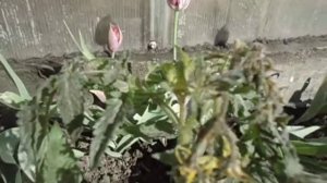 НЕЖНЫЙ ТОМАТ ПЕТРУША - ОГОРОДНИК НЕ ПЕРЕЖИЛ ЗАМОРОЗКОВ Видео Ольги Черновой 18 мая