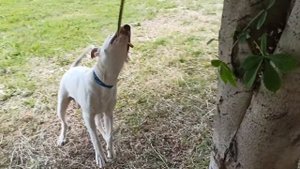 Бультерьер (англ. bull terrier, от bull — бык и terrier — терьер)