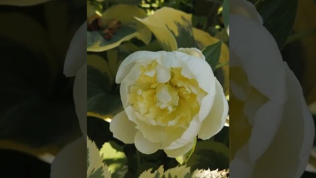 Как бороться с садовыми муравьями? смотреть онлайн