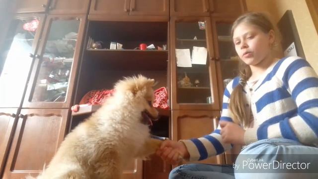 Как научить собаку командам сидеть, дай лапу и зайка. смотреть онлайн