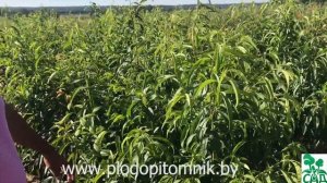 Саженцы сливы, персика, абрикоса, алычи купить в питомнике плодовых деревьев.