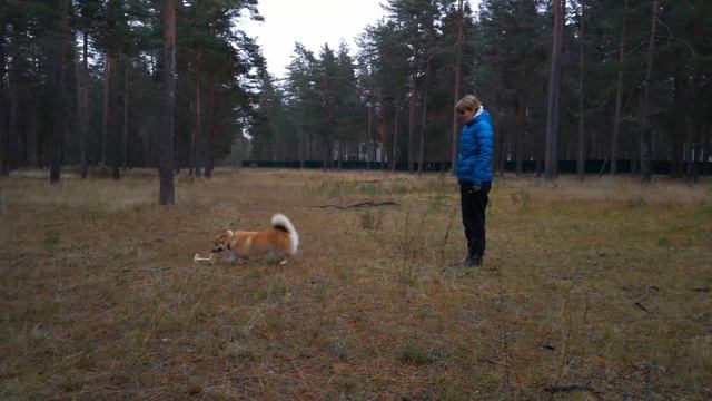 Корги Дождик : учимся приносить апорт