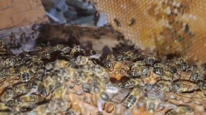 поймал очередной рой пчел прям в сарае