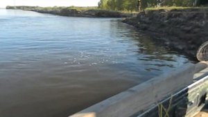 ловля судака на вытеках в июне на Ахтубе