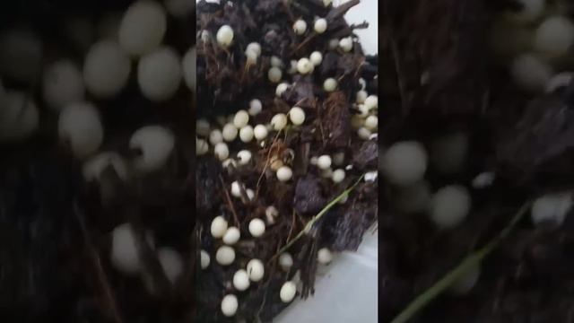 Наблюдения за улитками смотреть онлайн