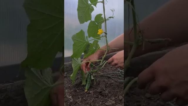 Формирую огурцы следующим образом ? смотреть онлайн