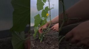 Формирую огурцы следующим образом ?