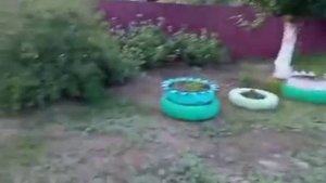 Обзор сада и огорода! Цветы, распада!