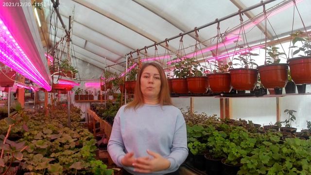 Конденсат в теплице,что делать? смотреть онлайн