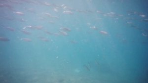 Underwater with Huge Stingrays in Morro Jable, Fuerteventura