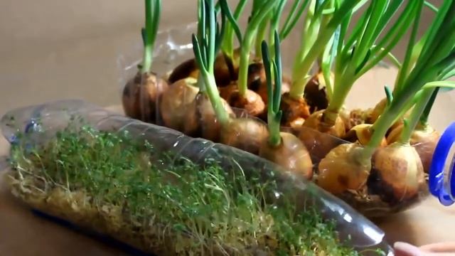 ВЫРАЩИВАНИЕ РАССАДЫ САЛАТА В ПЛАСТИКОВЫХ БУТЫЛКАХ СУПЕР СПОСОБ БЕЗ ЗЕМЛИ ! смотреть онлайн