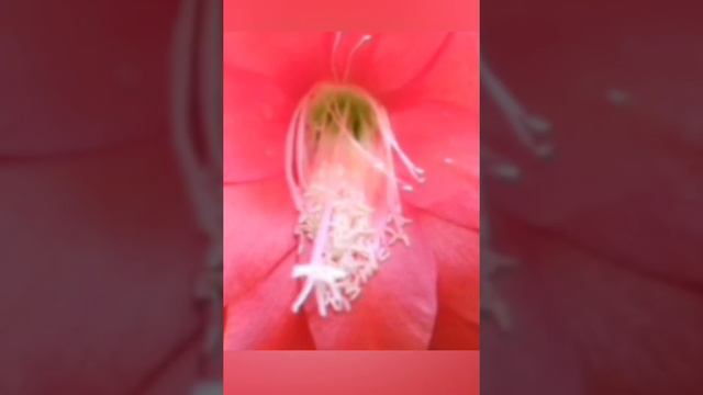 Эпифиллум- рос больше 20 лет смотреть онлайн