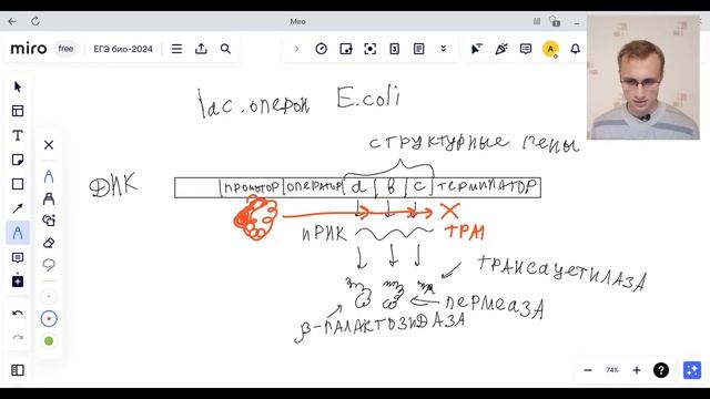 ЕГЭ БИОЛОГИЯ 2024 | Гипотеза Жакоба и Моно, оперон: структура и функционирование